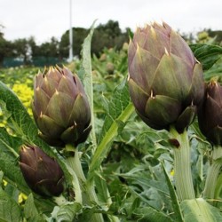 carciofi